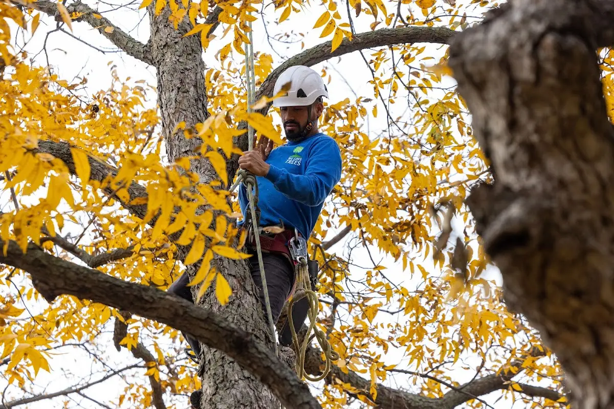 Skilled Tree Planting crew working in Odessa