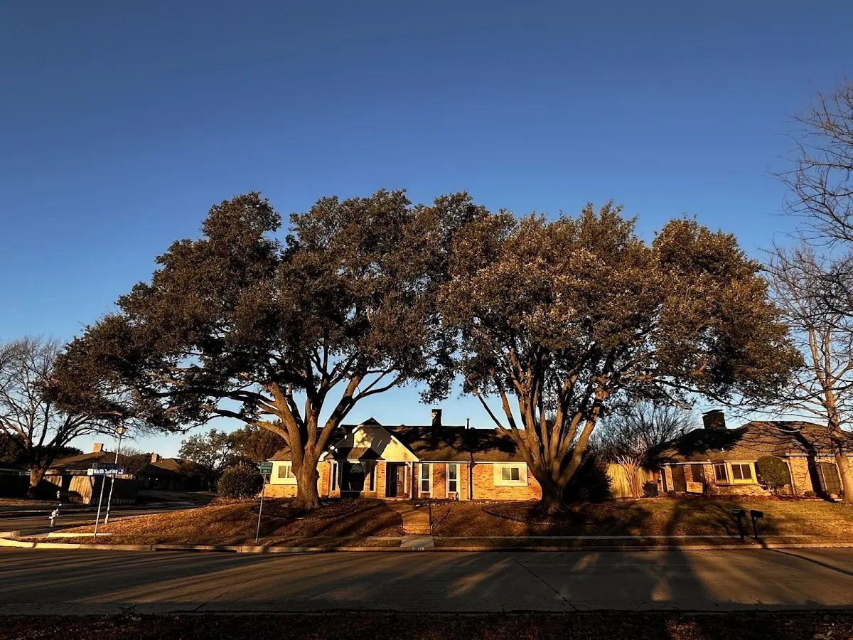 Established residential canopy tree shading a home in Odessa